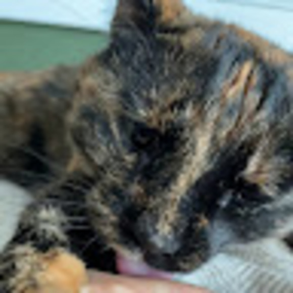 Meet your Posher, Clara - Picture 1 of 1